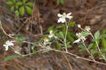 Sand blackberry